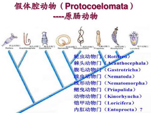 08假体腔动物