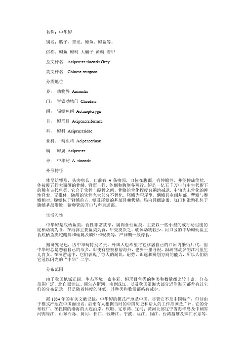 中华鲟