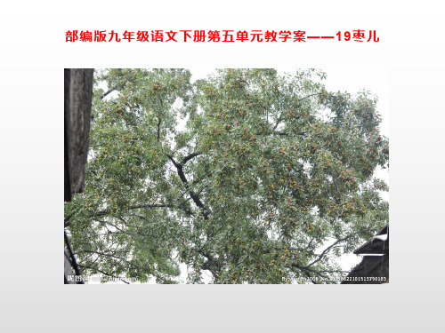 部编版九年级语文下册第五单元教学案——19枣儿