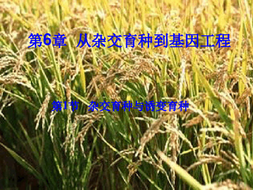 人教版高中生物必修二课件第六章第一节杂交育种与诱变育种