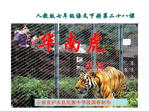 人教新课标(标准实验版)语文七年级下册：《华南虎》精