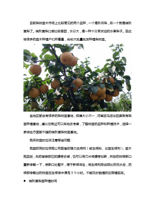 河南哪里卖晚秋黄梨苗