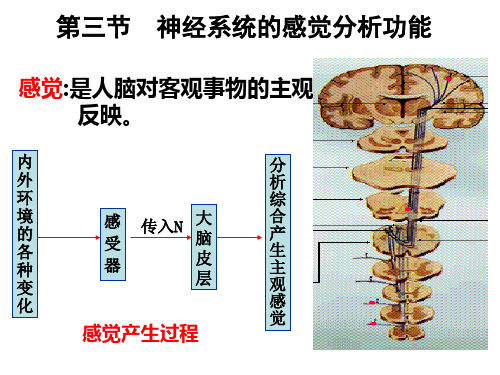 神经系统的感觉分析功能