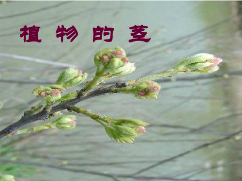 12  植物的茎