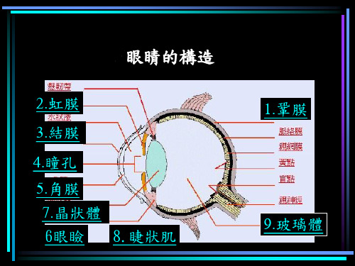眼睛的构造PPt
