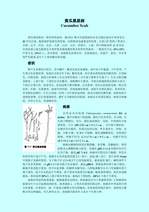 黄瓜黑星病