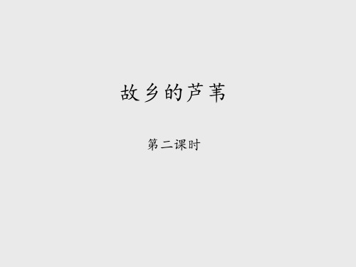 湘教版小学三年级语文下册故乡的芦苇-第二课时_课件1
