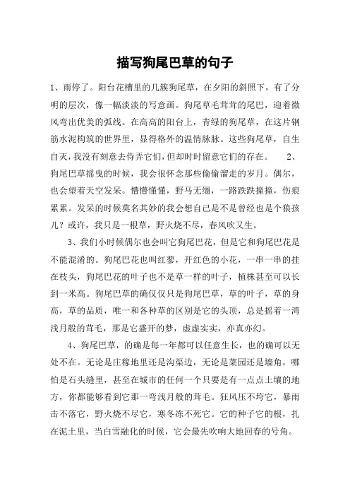 描写狗尾巴草的句子