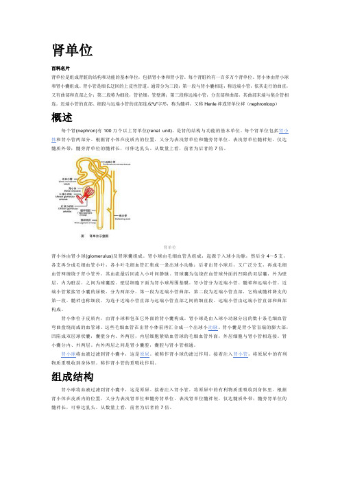 肾单位