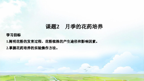 高中生物选修1优质课件：3.2 月季的花药培养
