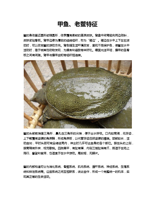 甲鱼、老鳖特征