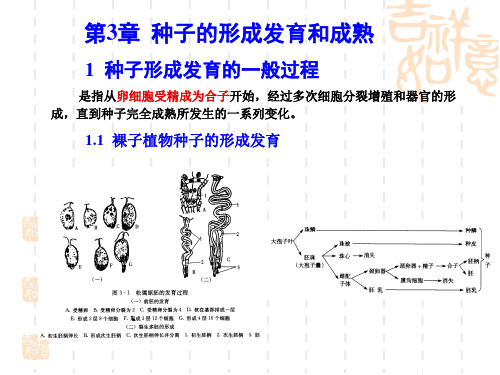 第3章 种子的形成发育和成熟