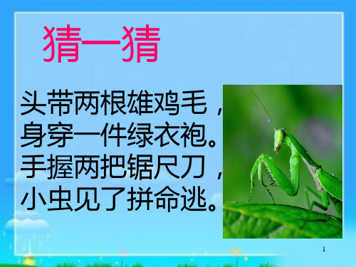 《昆虫记》ppt课件