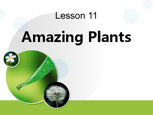《Amazing Plants》Plant a Plant PPT下载设计