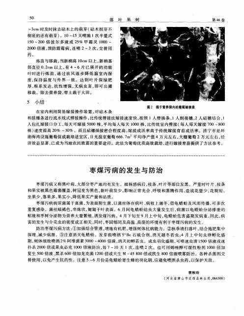 枣煤污病的发生与防治