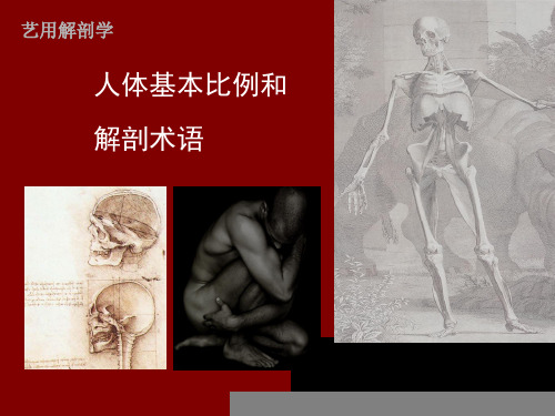 艺用人体解剖二 比例
