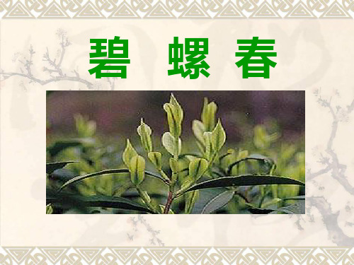 碧螺春ppt课件