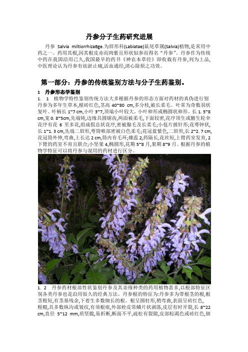 丹参分子生药鉴定