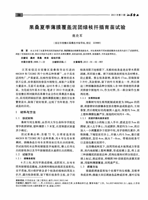 果桑夏季薄膜覆盖泥团绿枝扦插育苗试验