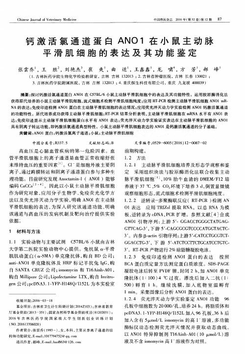 钙激活氯通道蛋白ANO1在小鼠主动脉平滑肌细胞的表达及其功能鉴定