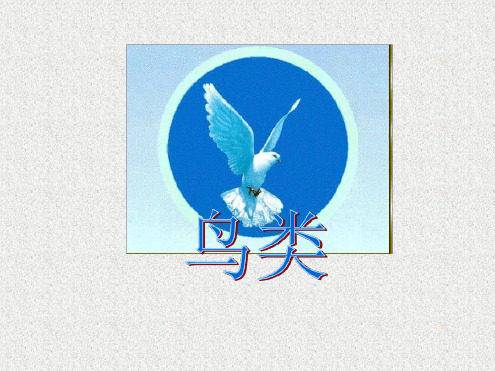 七年级下册生物课件 5121鸟类课件3苏科版