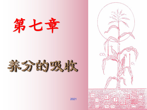 第七章-养分的吸收PPT课件