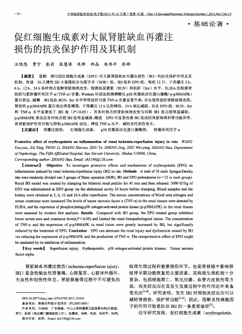 促红细胞生成素对大鼠肾脏缺血再灌注损伤的抗炎保护作用及其机制