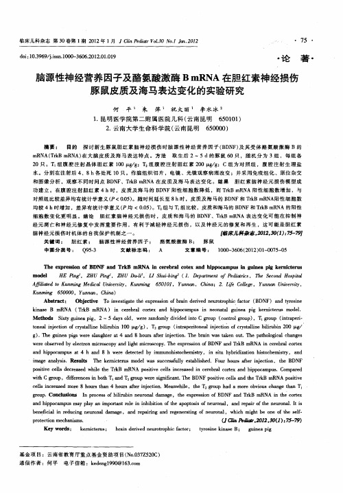 脑源性神经营养因子及酪氨酸激酶BmRNA在胆红素神经损伤豚鼠皮质及海马表达变化的实验研究