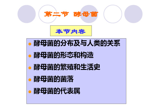 酵母菌的分布及与人类的关系