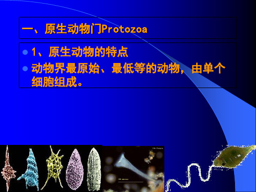第五章原生动物_PPT幻灯片