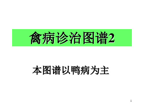 鸭病解剖图谱2(PPT课件)