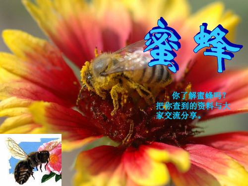 2021-2022三年级语文上册 第四组 14 蜜蜂课件.ppt