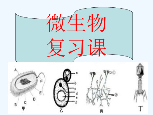 细菌、真菌、病毒(复习)---