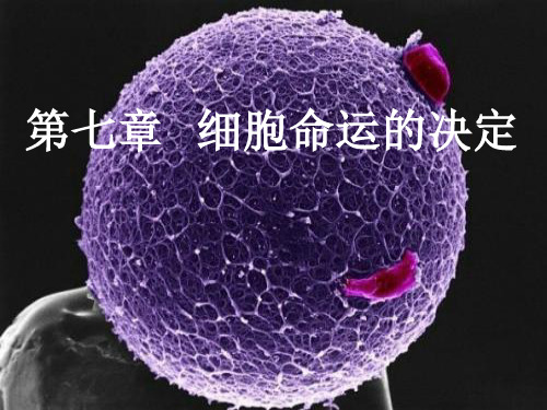 第7章-细胞命运的决定