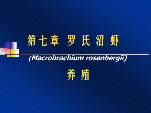 水产养殖8罗氏沼虾