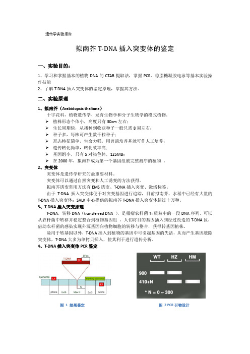 拟南芥TDNA插入突变体的鉴定