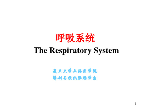 系统解剖学课件：-呼吸系统
