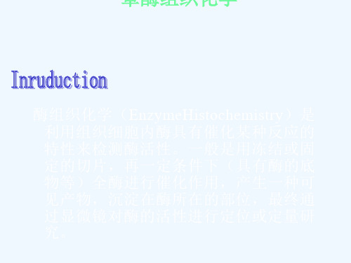 组织化学技术酶组化