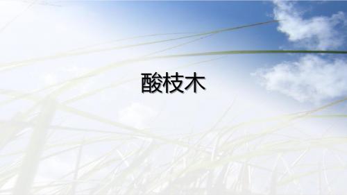 酸枝木
