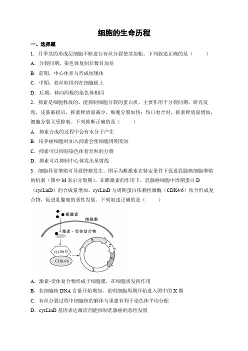 (新高考)高三生物二轮专题训练--- 细胞的生命历程(答案)