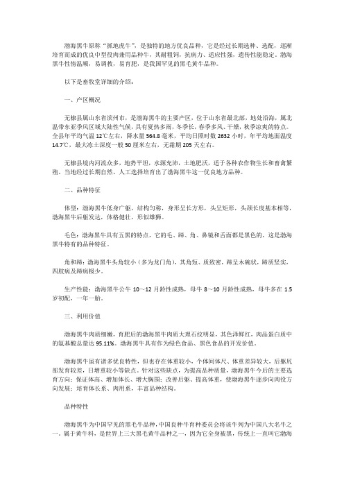 渤海黑牛好养吗？渤海黑牛介绍