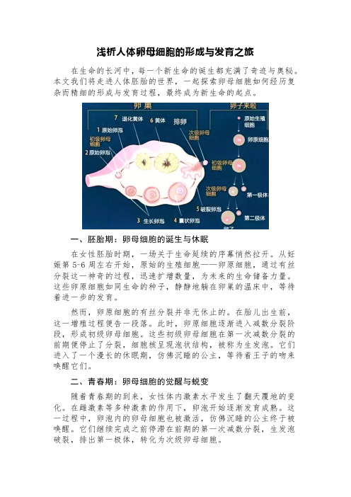 浅析人体卵母细胞的形成与发育之旅