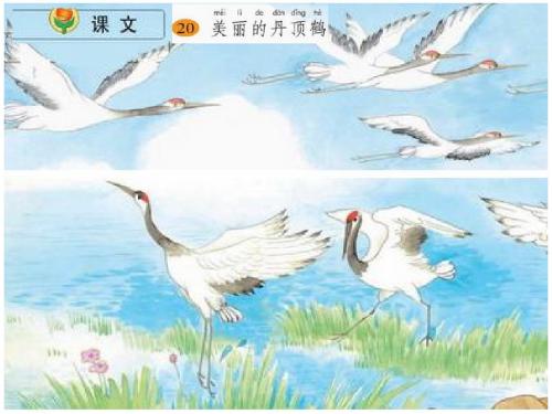 2017新苏教版语文二年级上册课文20、美丽的丹顶鹤