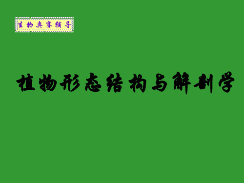 植物形态结构5叶(高中生物竞赛辅导课件)