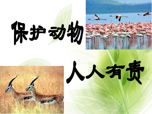 保护动物(终版)