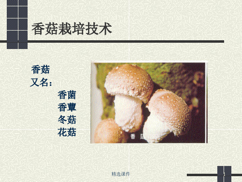 《香菇栽培技术》PPT课件