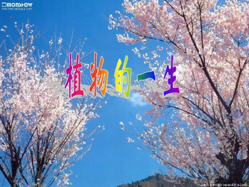 初中科学精品课件—第5节植物的一生第1课时