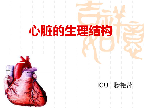 心脏解剖