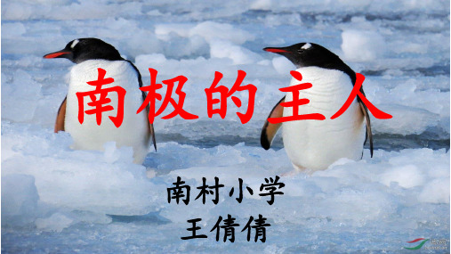 教学课件：南极的主人