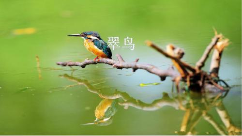 翠鸟课件